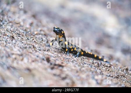 Schöne Nahaufnahme der Feuersalamander-Eidechse. Ein seltenes Tier kriecht auf einem Stein. Der Vertreter der Karpaten-Fauna in einem natürlichen Lebensraum Stockfoto