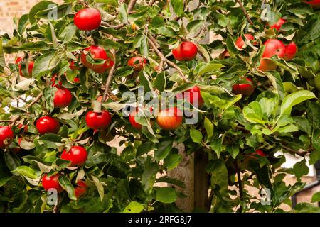 Ein Discovery Apple Baum. Die roten Äpfel sind reif und bereit zum Pflücken. Stockfoto