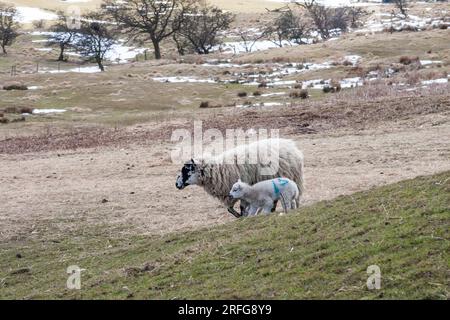 Schafe und Lämmer (Ovis aries), die im Winter weiden. Spuren von Schnee bleiben auf den Feldern. Stockfoto