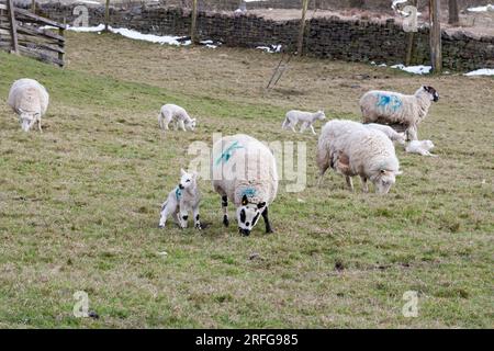 Schafe und Lämmer (Ovis aries), die im Winter weiden. Spuren von Schnee bleiben auf den Feldern. Stockfoto