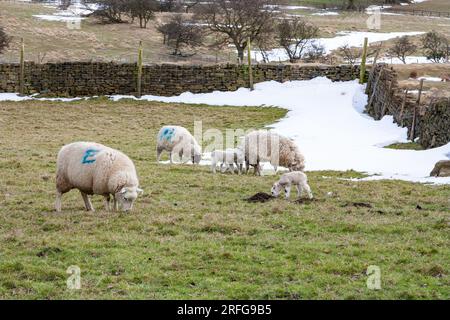 Schafe und Lämmer (Ovis aries), die im Winter weiden. Spuren von Schnee bleiben auf den Feldern. Stockfoto