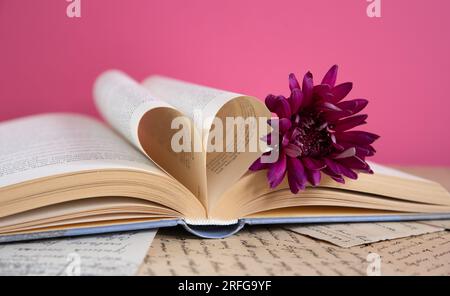 Lilafarbene Gerbera-Blume auf einem geöffneten Buch mit herzförmigen Buchseiten auf pinkfarbenem Hintergrund, romantische Buchszene Stockfoto