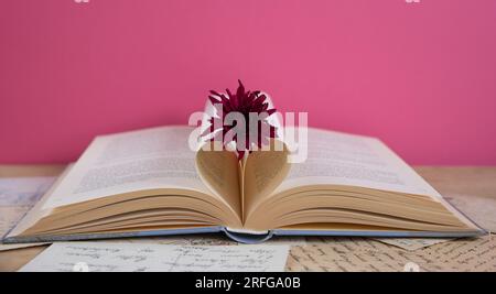 Lilafarbene Gerbera-Blume auf einem geöffneten Buch mit herzförmigen Buchseiten auf pinkfarbenem Hintergrund, romantische Buchszene Stockfoto