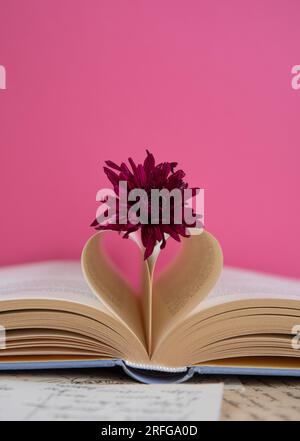 Lilafarbene Gerbera-Blume auf einem geöffneten Buch mit herzförmigen Buchseiten auf pinkfarbenem Hintergrund, romantische Buchszene Stockfoto