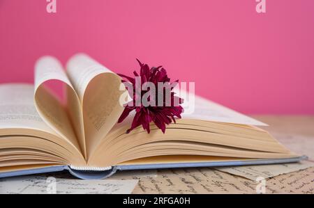 Lilafarbene Gerbera-Blume auf einem geöffneten Buch mit herzförmigen Buchseiten auf pinkfarbenem Hintergrund, romantische Buchszene Stockfoto