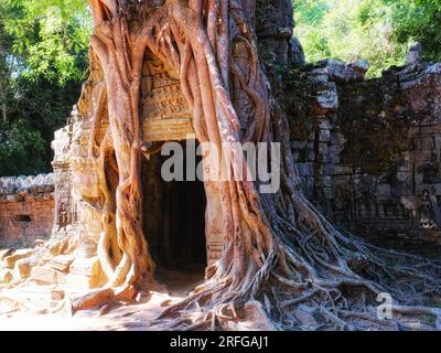 Fotografieren Sie die markanten Wurzeln am Eingang zum altehrwürdigen Khmer-Tempel von Ta Som. Stockfoto