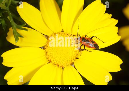 Feuerwehrauto (Pyrrhocoris apterus) siedelte sich auf einer Maismarigold-Blume (Chrysanthemum segetum) in Griechenland an Stockfoto