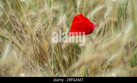 Eine Mohnblume, die auf einem Weizenfeld blüht Stockfoto