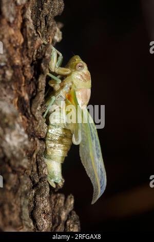 Eine ausgewachsene Cicada (Cicada orni), die gerade aus ihrem Larvenfall an einem Olivenbaum in Griechenland hervorgegangen ist Stockfoto