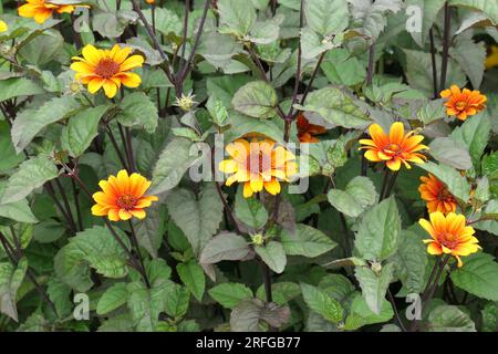 Die Verengung der gelben Sommerblüte der mehrjährigen Gartenpflanze Heliopsis helianthoides var. Scabra blutende Herzen oder Nordamerikanisches Ochsenauge. Stockfoto