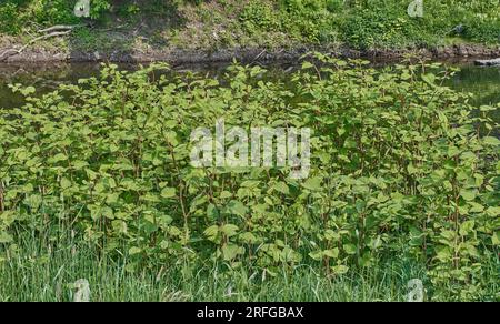 Japanisches Knotweed (Fallopia japonica) am Wupper River, Bergisches Land, Deutschland Stockfoto