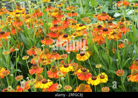 Nahaufnahme einer grossen Pflanzgruppe mehrfarbiger Blüten der mehrjährigen Grünpflanze helenium sahins Frühblüte oder Sneezeweed. Stockfoto