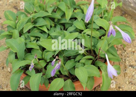 Nahaufnahme des kleinen, violetten, blühenden, mehrjährigen Gartens Planthosta venusta oder Plantain Lily. Stockfoto