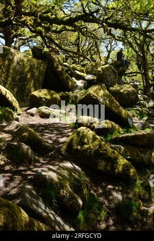 Wistman's Wood, konserviertes Eichenholz in Dartmoor, England, Großbritannien Stockfoto