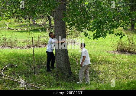 (230803) -- TONGLIAO, 3. August 2023 (Xinhua) -- Bai Shun (R) und sein Sohn posieren für Fotos mit dem ersten Baum, den sie in Bulteger Gacha gepflanzt haben, Horqin Left Wing Rear Banner von Tongliao City, Nordchina innere Mongolei Autonome Region, 2. August 2023. Im Zentrum des Horqin Sandy Land befindet sich Bulteger Gacha, ein kleines Dorf im Horqin Left Wing Rear Banner von Tongliao City, das früher unter Wüstenbildung litt. Seit 2002 hat Bai Shun, ein lokaler mongolischer Bauer, seine Familie in diesem Dorf Wurzeln geschlagen und sich der Kontrolle der Wüstenbildung verschrieben. Die Überlebensrate des gepflanzten Baumes Stockfoto