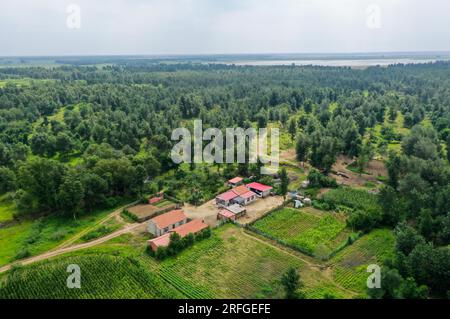 (230803) -- TONGLIAO, 3. August 2023 (Xinhua) -- Dieses Luftfoto wurde am 2. August 2023 aufgenommen und zeigt das Haus von Bai Shun in Bulteger Gacha, Horqin Left Wing Rear Banner von Tongliao City, Nordchina innere Mongolei Autonome Region. Im Zentrum des Horqin Sandy Land befindet sich Bulteger Gacha, ein kleines Dorf im Horqin Left Wing Rear Banner von Tongliao City, das früher unter Wüstenbildung litt. Seit 2002 hat Bai Shun, ein lokaler mongolischer Bauer, seine Familie in diesem Dorf Wurzeln geschlagen und sich der Kontrolle der Wüstenbildung verschrieben. Die Überlebensrate der gepflanzten Bäume war bei der Bettelei niedrig Stockfoto