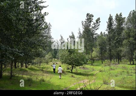 (230803) -- TONGLIAO, 3. August 2023 (Xinhua) -- Bai Shun (R) und sein Sohn patrouillieren einen Wald in Bulteger Gacha, Horqin Left Wing Rear Banner von Tongliao City, Nordchina innere Mongolei Autonome Region, 2. August 2023. Im Zentrum des Horqin Sandy Land befindet sich Bulteger Gacha, ein kleines Dorf im Horqin Left Wing Rear Banner von Tongliao City, das früher unter Wüstenbildung litt. Seit 2002 hat Bai Shun, ein lokaler mongolischer Bauer, seine Familie in diesem Dorf Wurzeln geschlagen und sich der Kontrolle der Wüstenbildung verschrieben. Die Überlebensrate der gepflanzten Bäume war zu Beginn aufgrund von niedrig Stockfoto