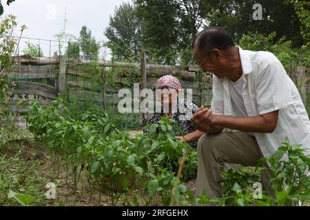 (230803) -- TONGLIAO, 3. August 2023 (Xinhua) -- Bai Shun (R) und seine Frau arbeiten im Gemüsegarten ihres Hauses in Bulteger Gacha, Horqin Left Wing Rear Banner von Tongliao City, Nordchina innere Mongolei Autonome Region, 2. August 2023. Im Zentrum des Horqin Sandy Land befindet sich Bulteger Gacha, ein kleines Dorf im Horqin Left Wing Rear Banner von Tongliao City, das früher unter Wüstenbildung litt. Seit 2002 hat Bai Shun, ein lokaler mongolischer Bauer, seine Familie in diesem Dorf Wurzeln geschlagen und sich der Kontrolle der Wüstenbildung verschrieben. Die Überlebensrate der gepflanzten Bäume war Stockfoto