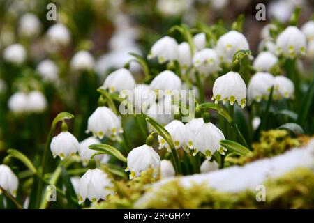 Schneeflocken auf einem verschneiten Waldboden Stockfoto