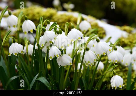 Schneeflocken auf einem verschneiten Waldboden Stockfoto