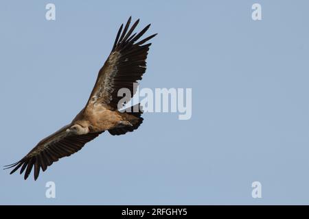 Griffongeier mit ausgestreckten Flügeln, der während des Fluges nach rechts abbiegt, Alcoy, Spanien Stockfoto