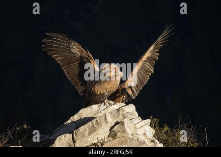 Griffongeier mit ausgestreckten Flügeln, während er mit einem Begleiter auf dem Felsen des Barranc del Cint landete Stockfoto