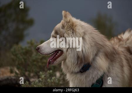 Porträt eines wunderschönen sibirischen Husky-Hundes Stockfoto