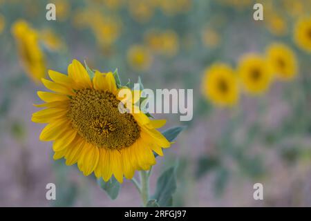 Sonnenblumen im Vordergrund und Sonnenblumen im Hintergrund unscharf Stockfoto