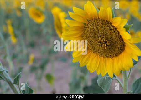 Sonnenblumen im Vordergrund und Sonnenblumen im Hintergrund unscharf Stockfoto