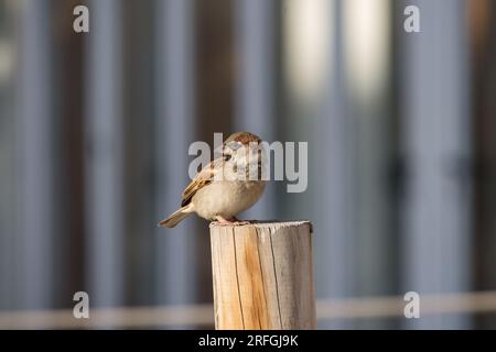 Spatz, der auf einem Holzstumpf auf der Terrasse einer Bar auf Essen wartet Stockfoto