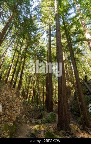 Sequoia Redwoods in der Morgensonne Stockfoto