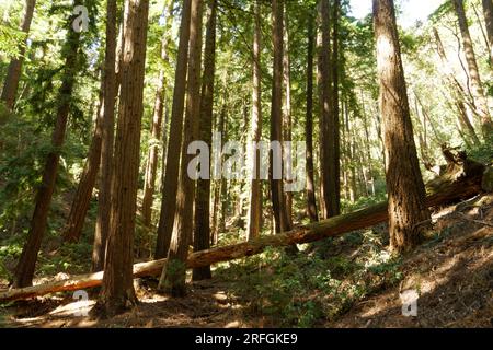 Sequoia Redwoods in der Morgensonne Stockfoto