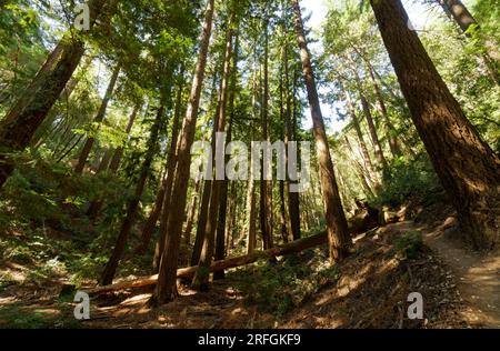 Sequoia Redwoods in der Morgensonne Stockfoto