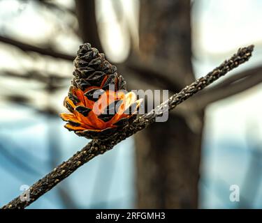 Was vom Wald nach dem Brand in den Bergen übrig ist. Brennende Kiefernzapfen auf dem Kiefernholz Stockfoto