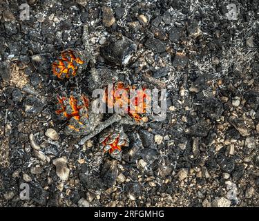 Was vom Wald nach dem Brand in den Bergen übrig ist. Brennende Kiefernzapfen auf dem Kiefernholz Stockfoto