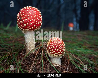 Amanita muscaria oder Fliegenpilze wachsen entlang der Kiefernwälder im Eravikulam-Nationalpark, Munnar, Kerala Stockfoto