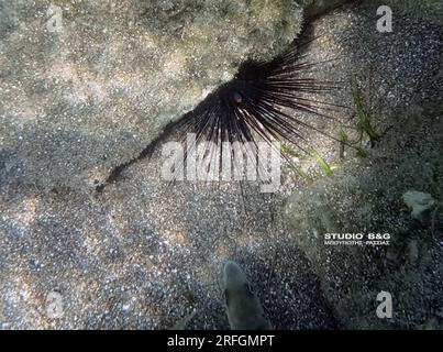 NAFPLIO - SEEIGEL VON SUEZ BIS KARATHONA BEACH Stockfoto