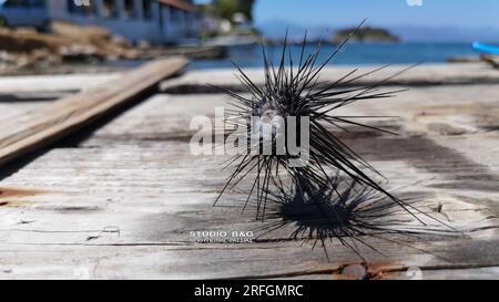 NAFPLIO - SEEIGEL VON SUEZ BIS KARATHONA BEACH Stockfoto