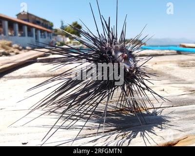 NAFPLIO - SEEIGEL VON SUEZ BIS KARATHONA BEACH Stockfoto