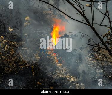 Dramatische Szene mit Flammen und Rauch von einem Waldbrand im Sommer. Monte Morrone, Nationalpark Maiella Stockfoto