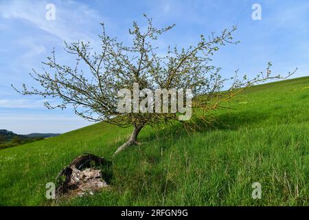 Toter Apfelbaum, der immer blüht... Stockfoto