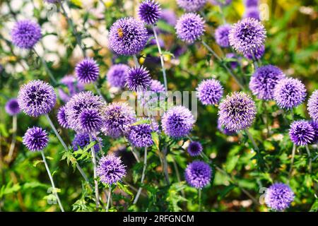 Lila Disteln wachsen wild auf einem Feld. Stockfoto