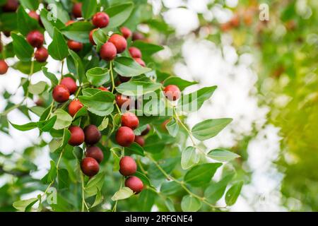 Reife Uni auf einem Ast im Garten. Stockfoto