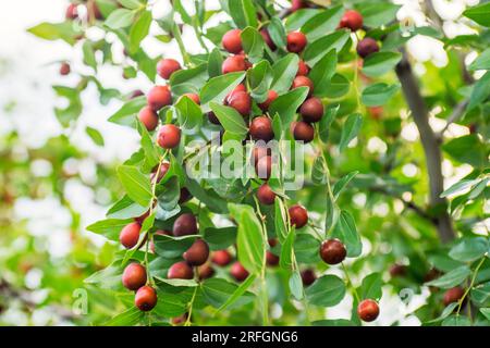 Reife Uni auf einem Ast im Garten. Stockfoto
