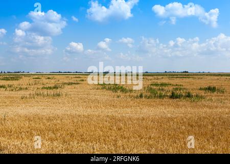 Ein landwirtschaftlicher Anbau von Getreideweizen unter schlechten Bedingungen und in schlechter landwirtschaftlicher Qualität Stockfoto