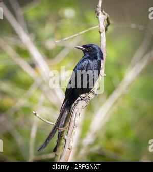 Schwarzer Drongo (Dicrurus macrocercus) ist ein kleiner asiatischer Passerinvogel der Drongo-Familie Dicruridae. Stockfoto