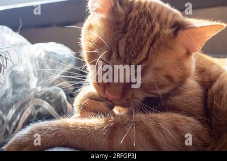 Die Ingwerkatze wäscht ihre Pfote im Sonnenlicht aus nächster Nähe Stockfoto