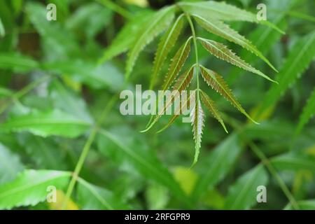 Blick auf ein frisch wachsendes Blatt einer indischen Fliederpflanze (Azadirachta Indica) Stockfoto