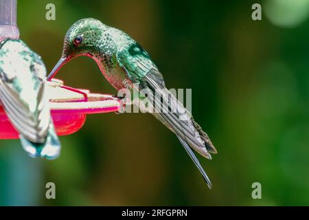 Eine Erwachsene Frau, Brilliant Green, gekrönter Kolibri, an einem Fresser im Monteverde Cloud Forest in Costa Rica. Stockfoto