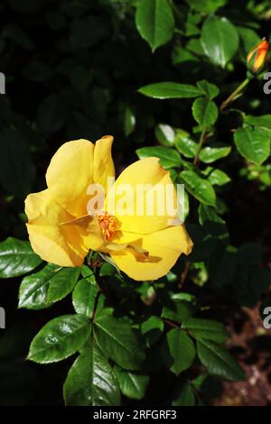 Eine hellgelbe Rose an einem sonnigen Tag in der Mitte des Bildes Stockfoto